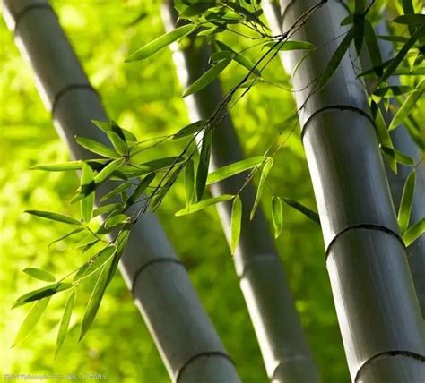 水宜方spa 竹子是樹還是草